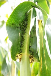 Mszyca czeremchowo-zbożowa może masowo kolonizować rośliny kukurydzy
