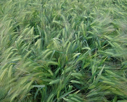Najlepiej plonujące odmiany zbóż ozimych w Polsce
