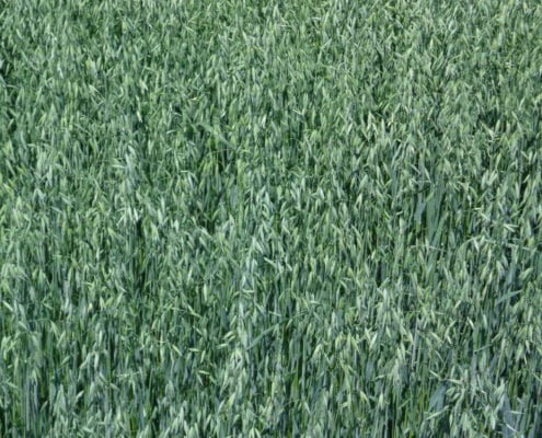 Zasobność gleby a efektywne dokarmianie zbóż