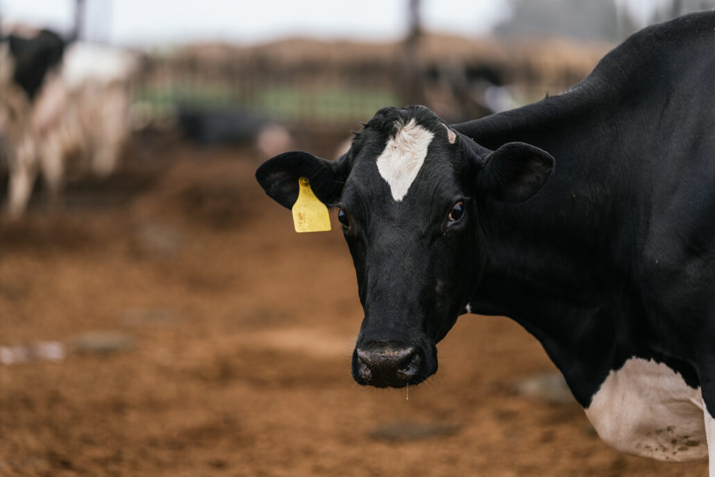 <alt> Jak kolczykowanie bydła wpływa na produktywność hodowli?