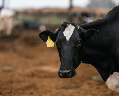 Jak kolczykowanie bydła wpływa na produktywność hodowli?
