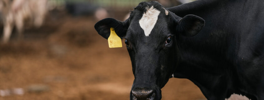 Jak kolczykowanie bydła wpływa na produktywność hodowli?