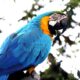 Szelki dla papugi jako sposób na bezpieczne wypady z pierzastym przyjacielem