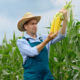 Ochrona kukurydzy przed chwastami. Jaki oprysk sprawdzi się najlepiej?